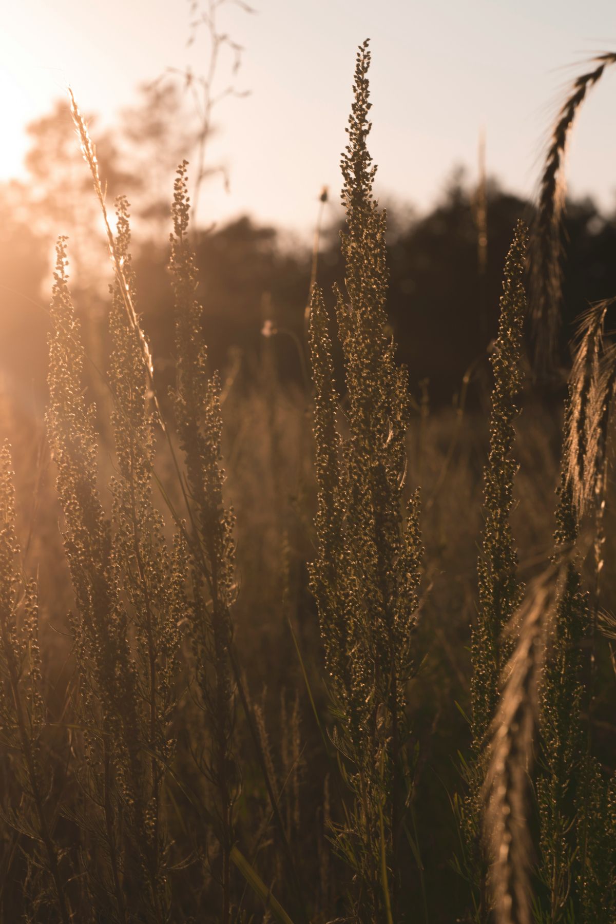 Cappella Pueblo West Senior Living Community in Pueblo West, CO - taylor burnfield y xrjdivcs unsplash