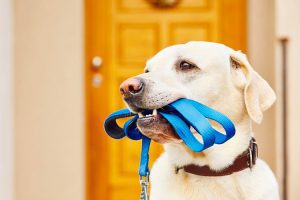 Cappella Pueblo West Senior Living Community in Pueblo West, CO - cappella of pueblo west golden retriever with leash in his mouth