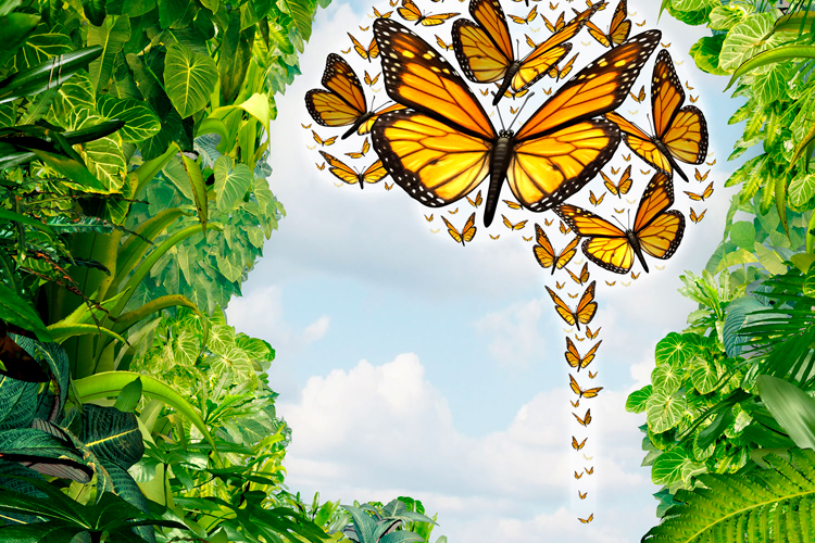 Cappella Pueblo West Senior Living Community in Pueblo West, CO - cpw head silhouette with butterflies as brain Cappella Pueblo West Senior Living Community in Pueblo West, CO - cpw head silhouette with butterflies as brain